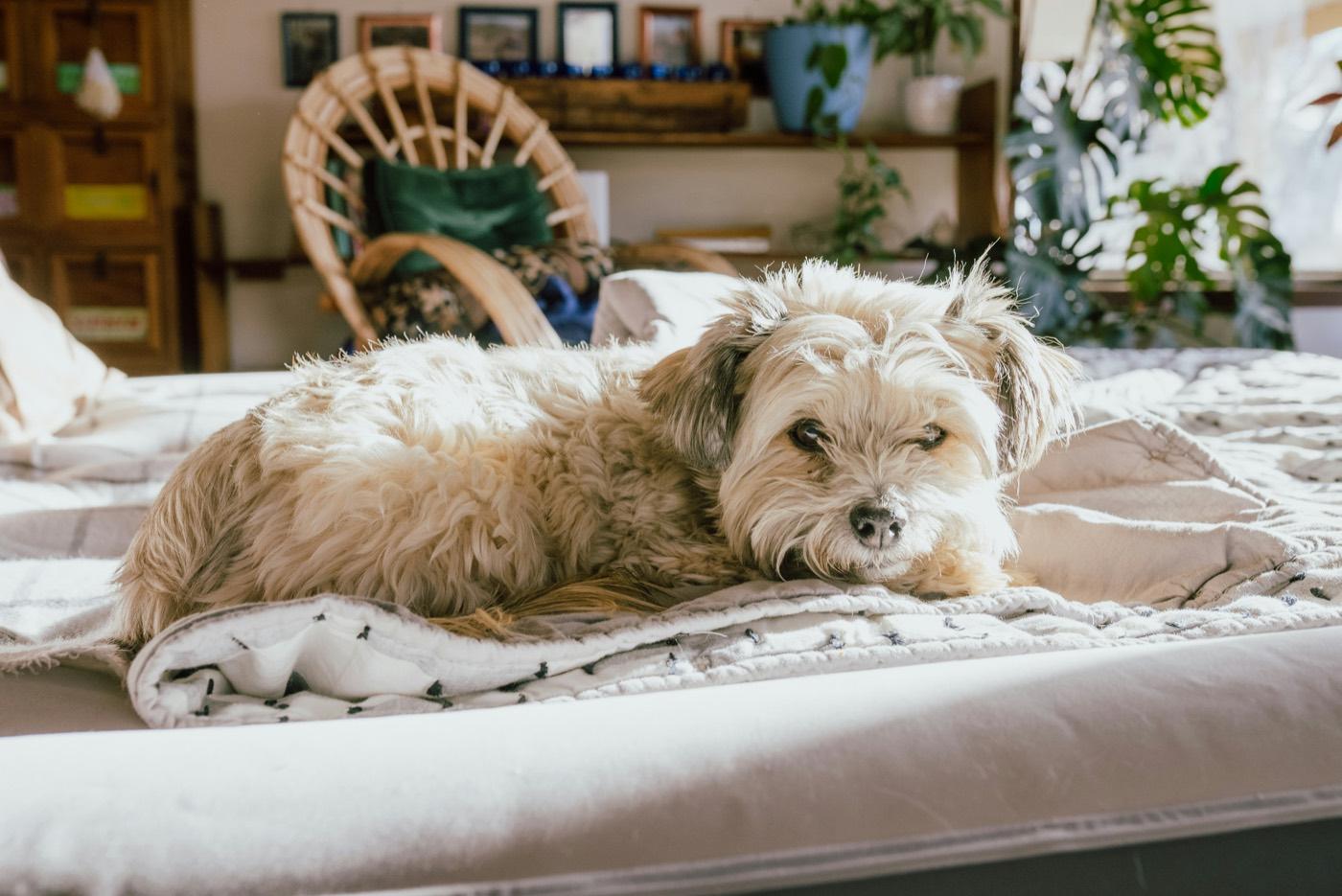 日の差す部屋で、ベッドに掛けたキルトの上に伏せている毛足の長い小型犬