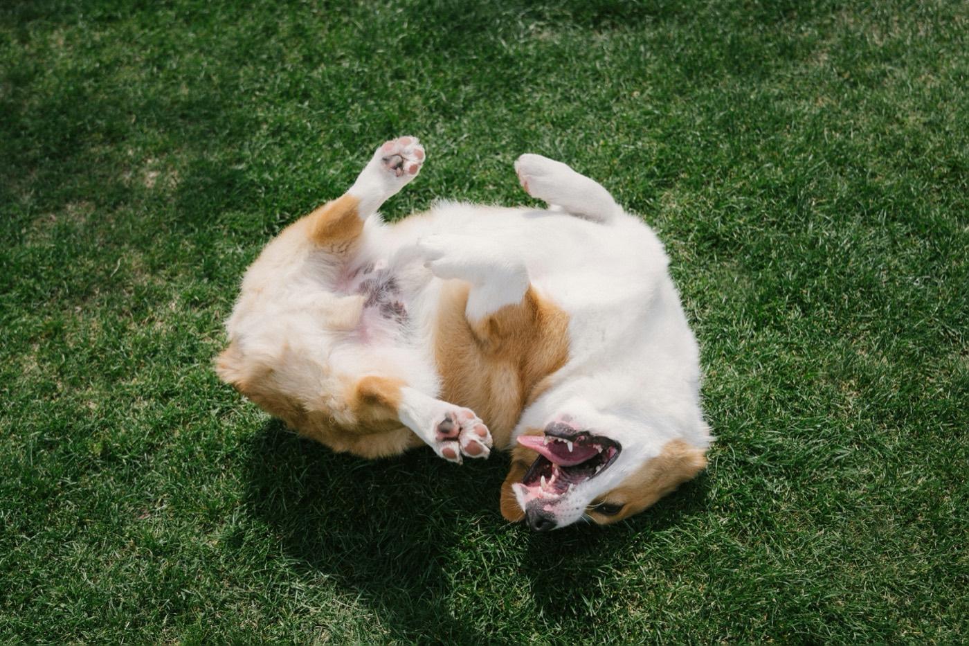 芝生の上で仰向けになり、舌を出して背中を地面にこすりつけている白と茶色の犬