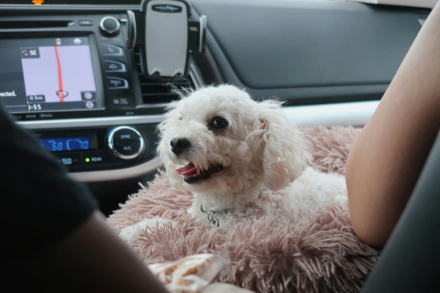 停まった車の助手席で、ふわふわのクッションに伏せてこちらを見ている白い小型犬