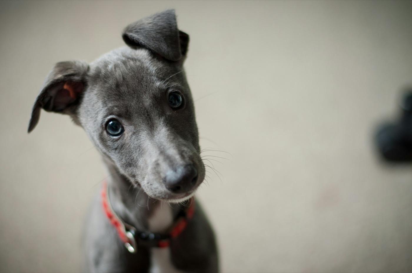 赤い首輪をつけて、首をかしげながらこちらを見上げているグレーの子犬