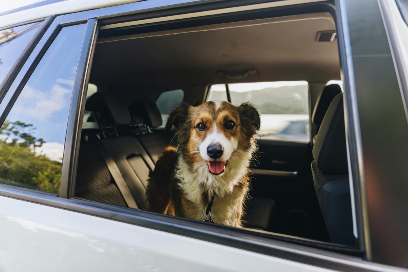 車の後部座席にすわり、開いた窓からこちらを見ている茶色と白の中型犬