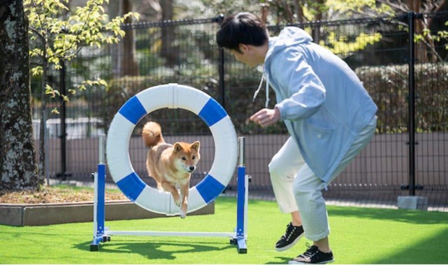 海辺を歩く柴犬