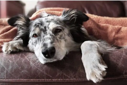 ゆっくり歩くシニア犬