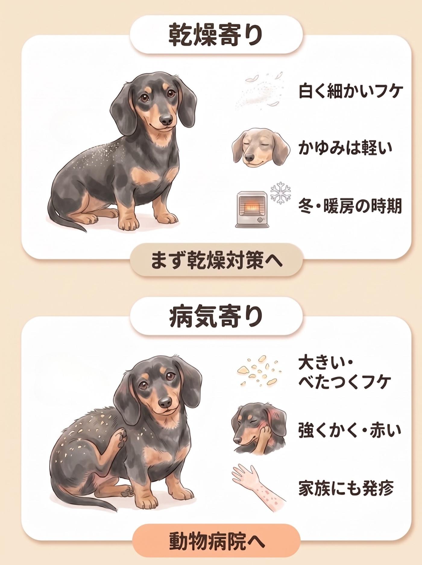 図解：上のカード「乾燥寄り」は、背中に白く細かいフケがうっすら乗ったダックスフンドと、白く細かいフケ・かゆみは軽い・冬や暖房の時期の3つの絵で、まず乾燥対策へ。下のカード「病気寄り」は、後ろ足で体をかくダックスフンドと、大きくべたつくフケ・強くかいて赤い・家族にも発疹の3つの絵で、動物病院へ