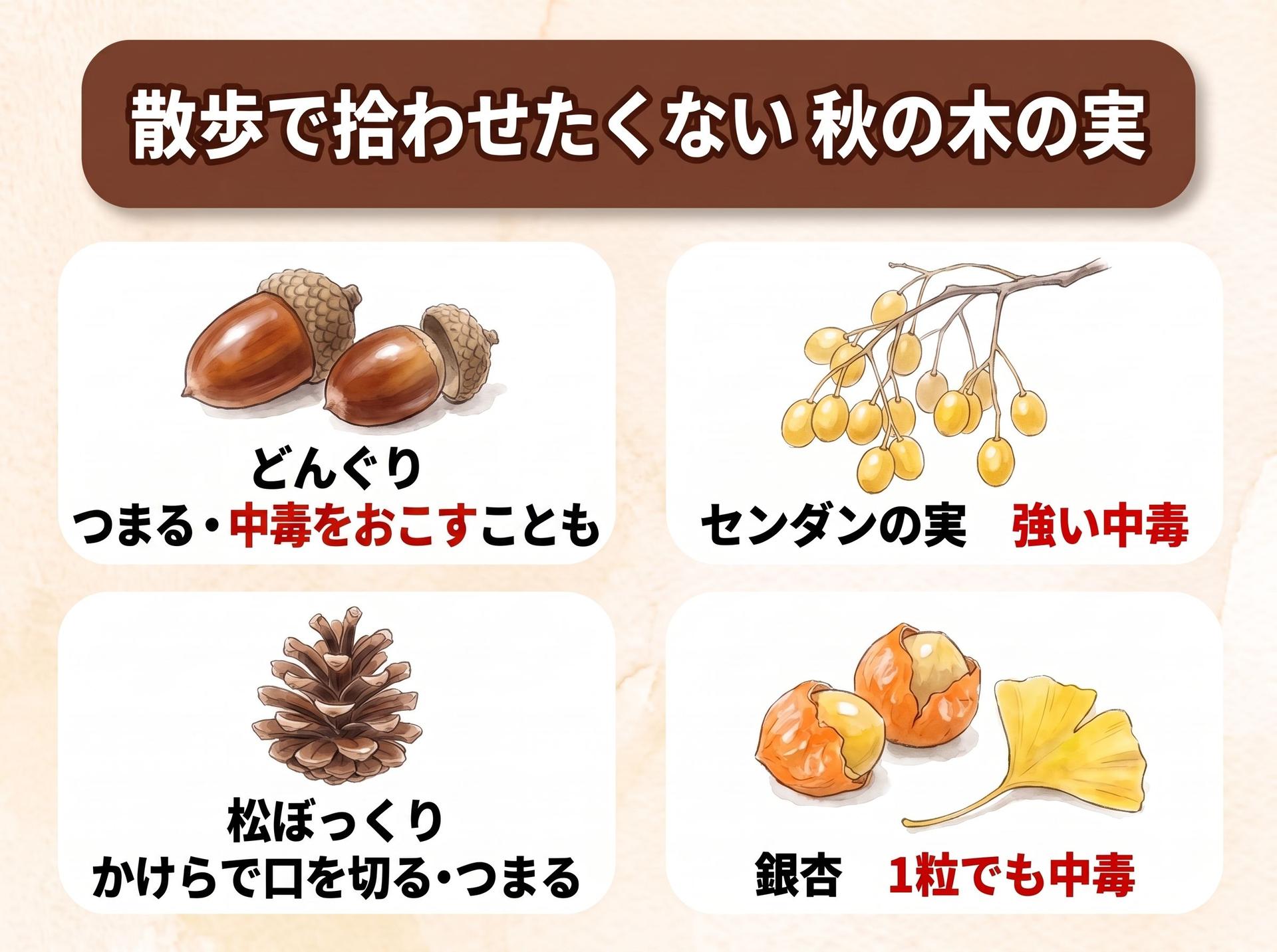 図解「散歩で拾わせたくない 秋の木の実」:どんぐりは、つまる・中毒をおこすことも。センダンの実は、強い中毒。松ぼっくりは、かけらで口を切る・つまる。銀杏は、1粒でも中毒