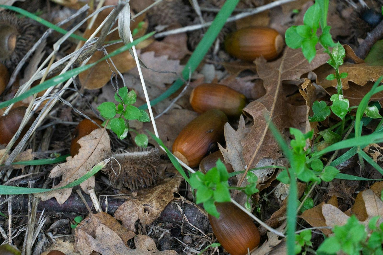 落ち葉と草のあいだに、つやのある細長い茶色のどんぐりがいくつも落ちている地面