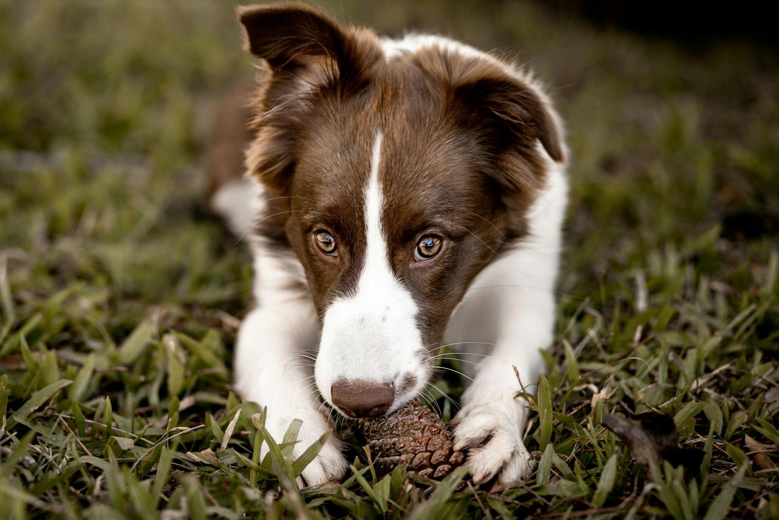 芝生に伏せて、前足のあいだの松ぼっくりをかじっている茶色と白の子犬