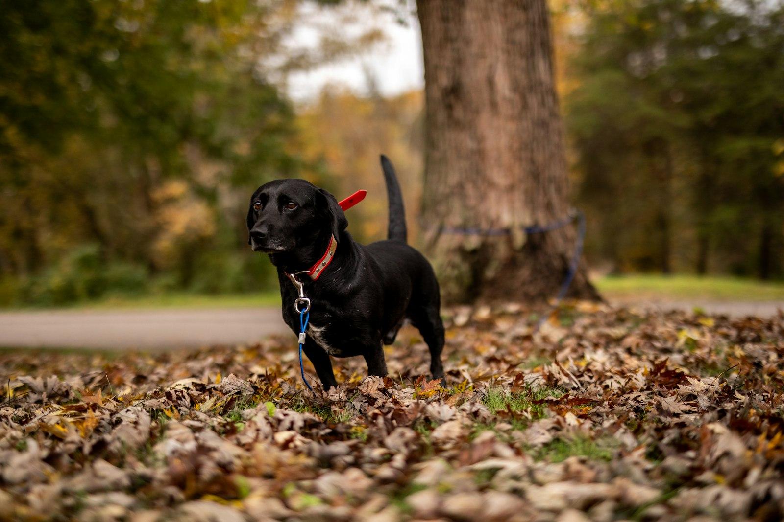 落ち葉が積もった公園の大きな木の下で、リードをつけて立つ黒い犬