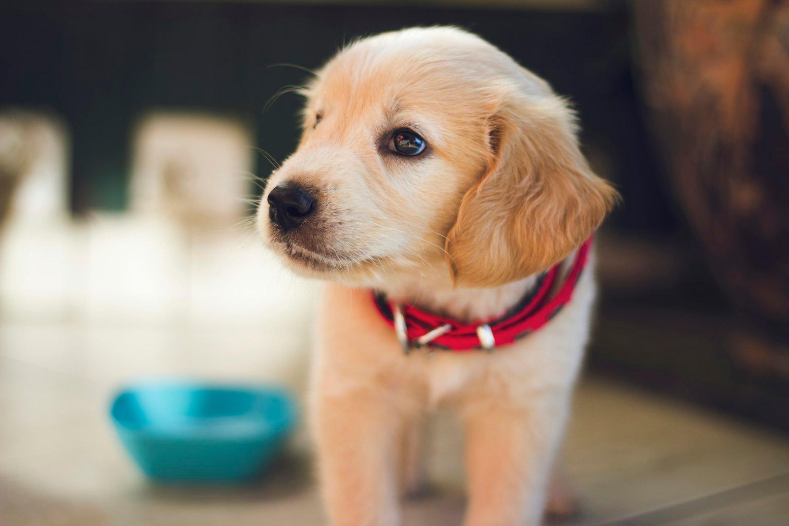 赤い首輪をつけて横を向いている、ゴールデンレトリバーの子犬