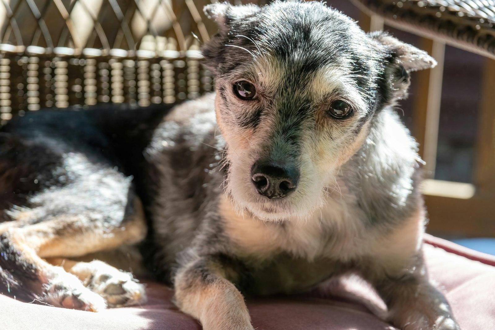 日なたのクッションに伏せて、こちらを見ている、口のまわりの白い小型犬