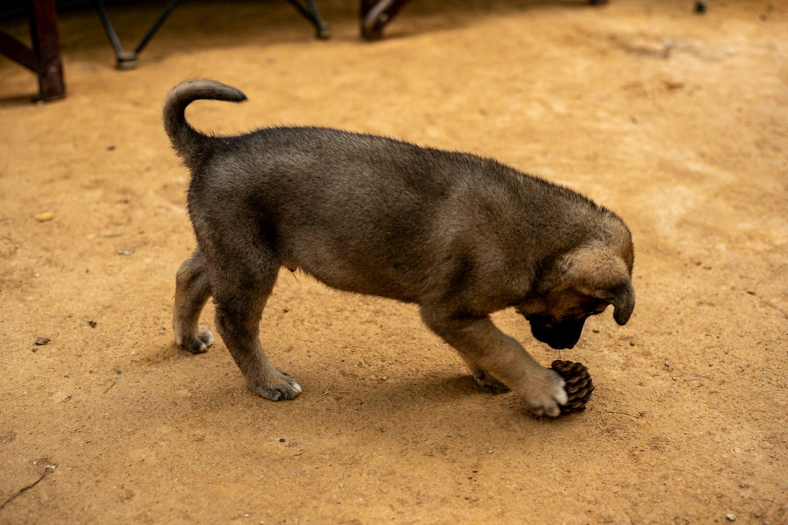 枯れ葉の積もった地面で、開いた松ぼっくりを前足で押さえてかじっている子犬