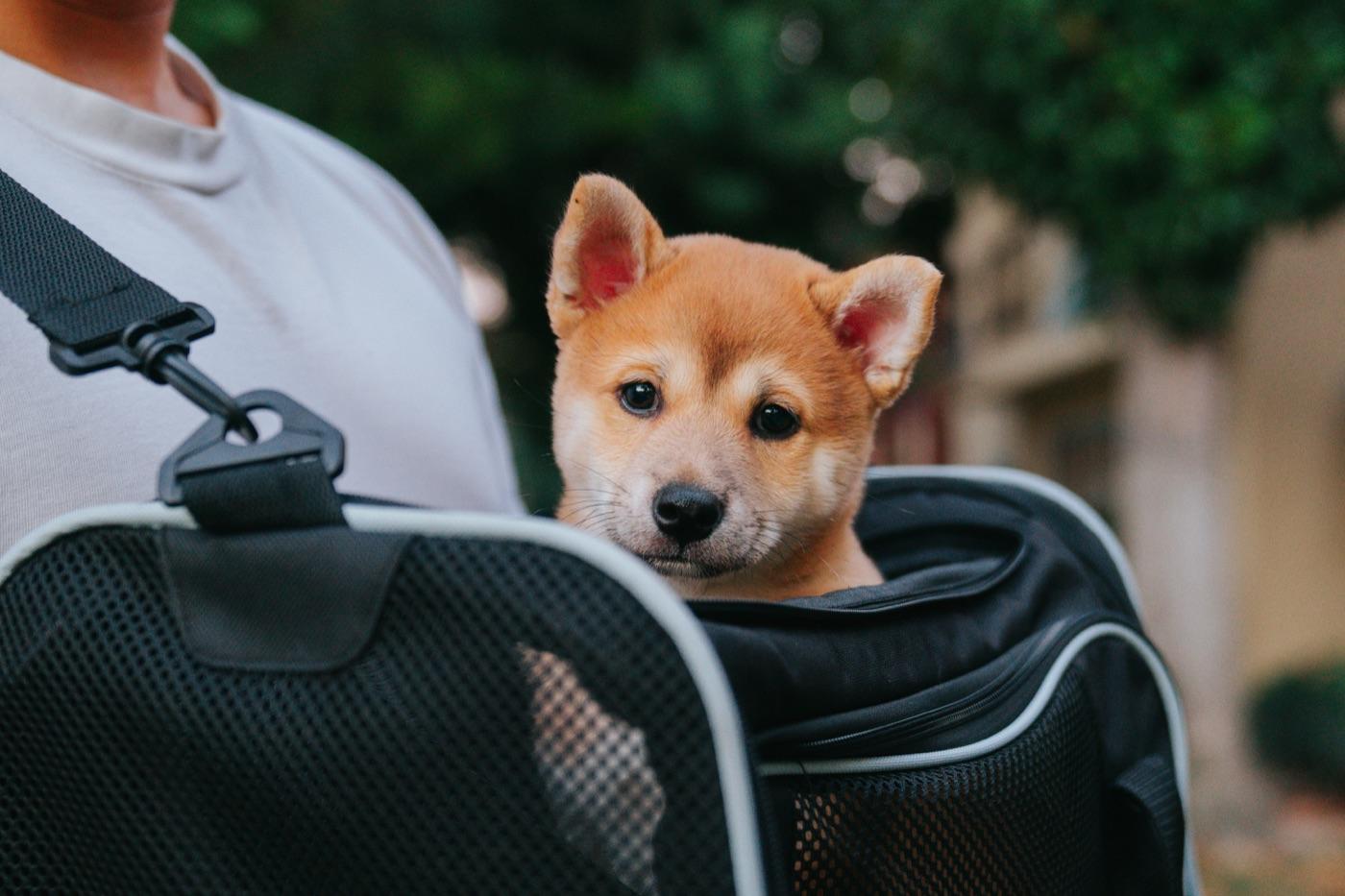 黒いソフトキャリーから顔を出している柴犬の子犬。人が肩から提げている