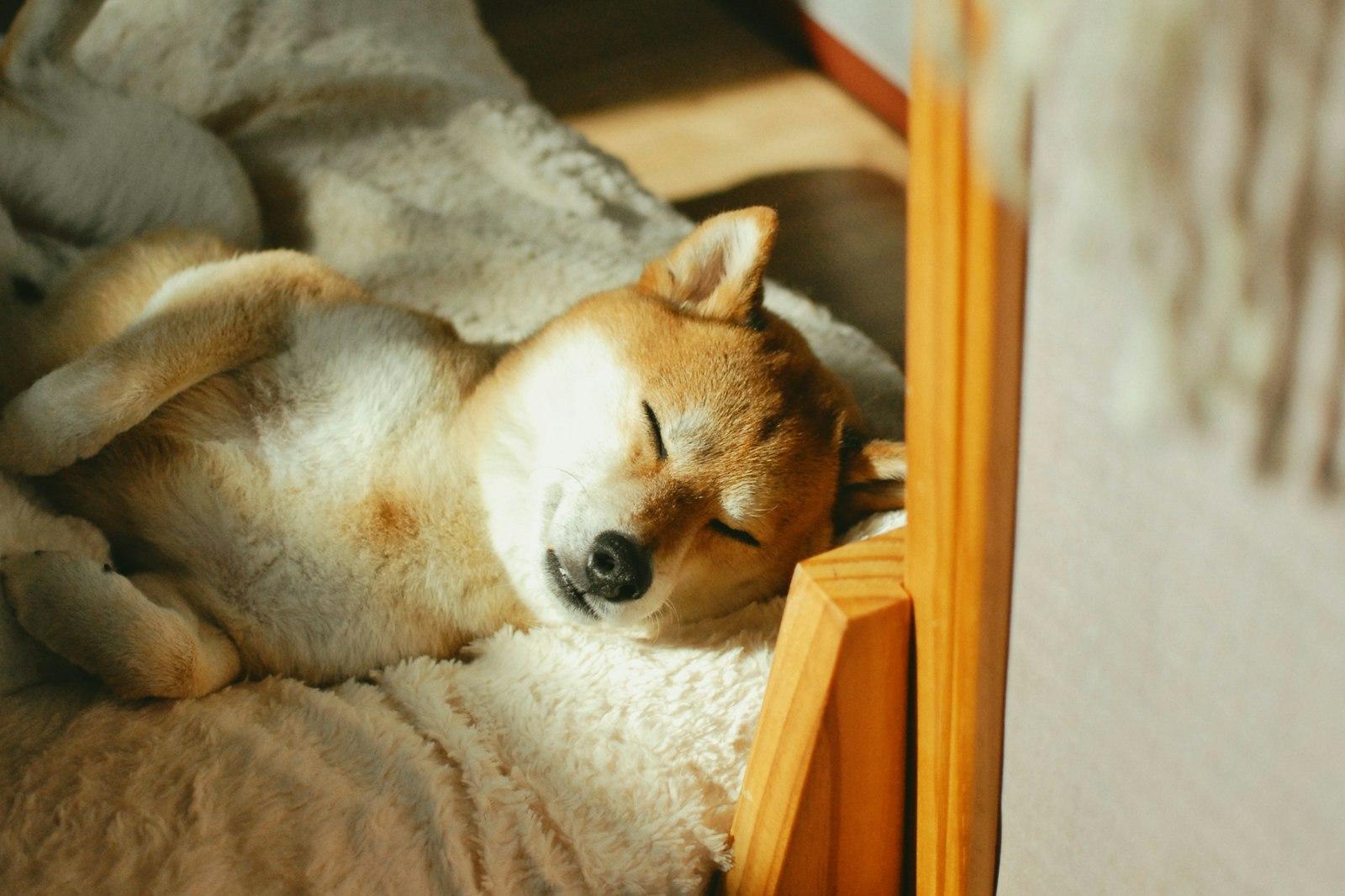 日の差しこむ寝床で、やわらかい毛布にくるまって眠る柴犬