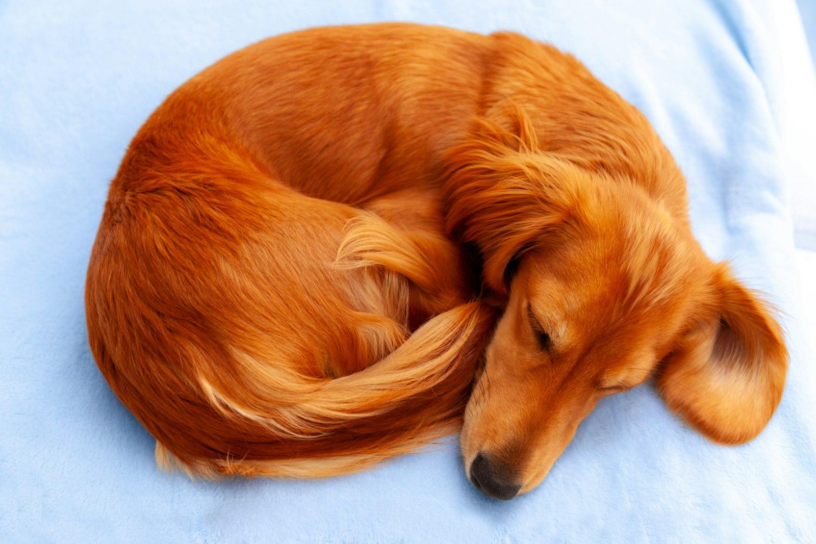 うすい水色の布の上で、体をくるりと丸めて眠る茶色い毛の長い犬