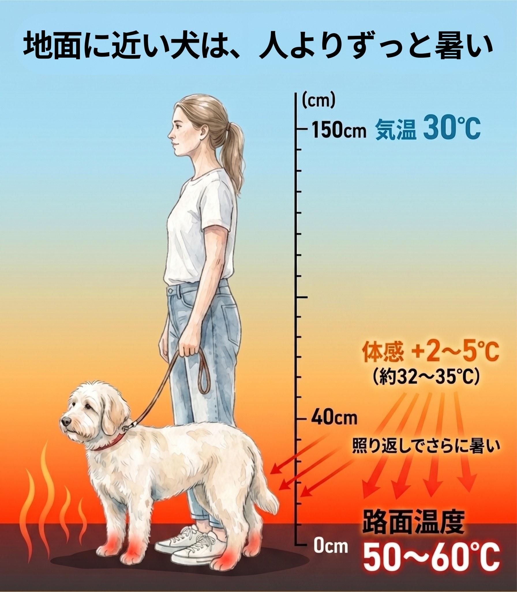 図解：人と犬の体の高さの違いと、地面からの熱の受け方