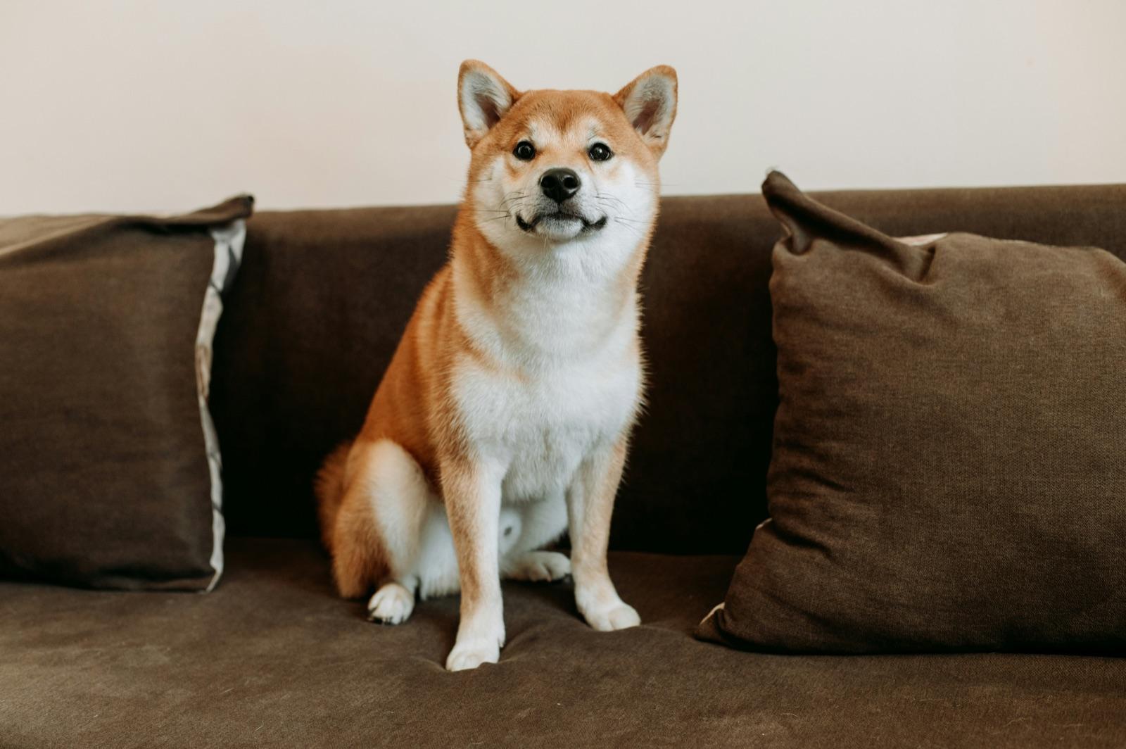 ソファの上でくつろぐ柴犬