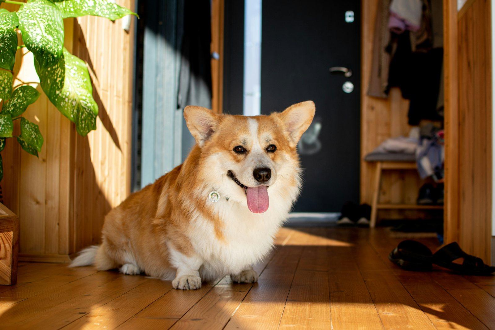 室内でパンティング(ハァハァという口呼吸)をする犬。暑さのサインのひとつ