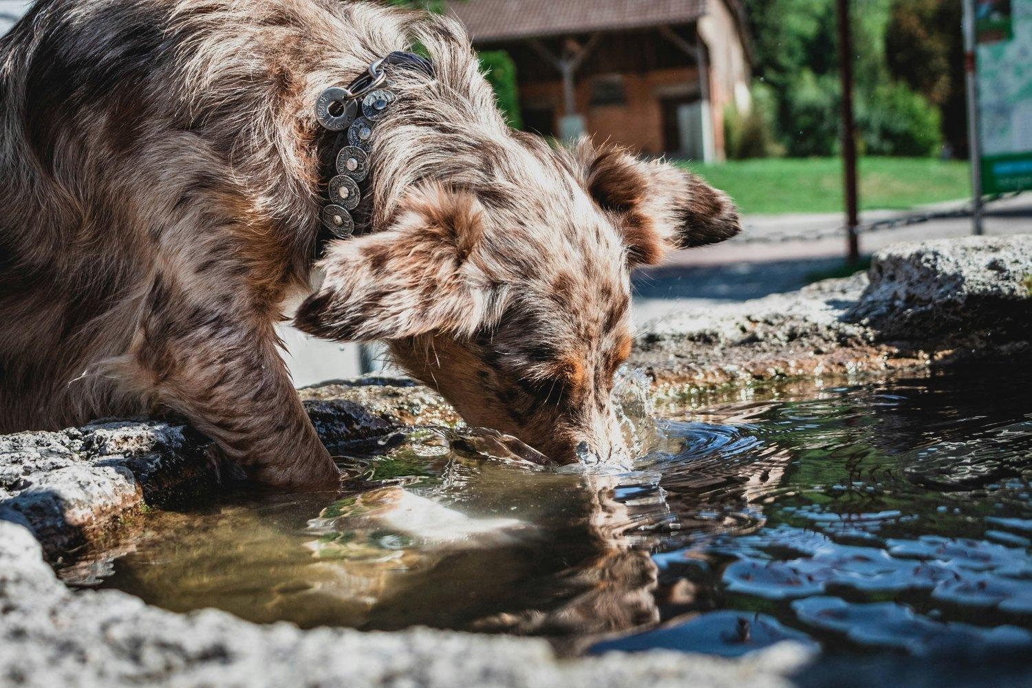 屋外で、勢いよく水を飲む犬