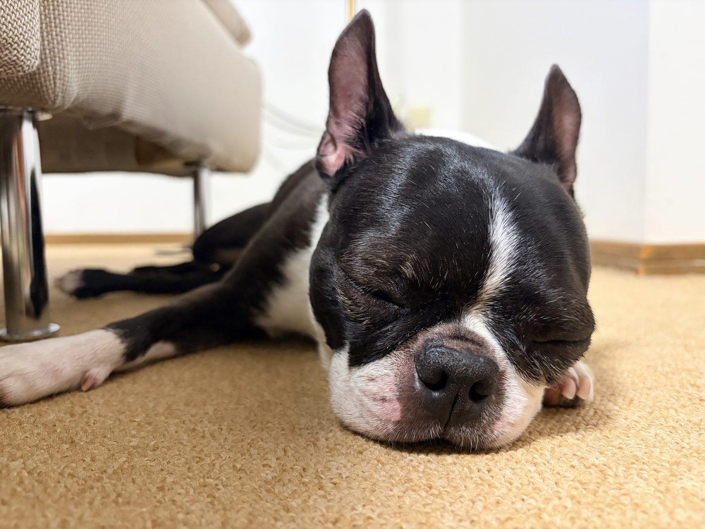 家のカーペットの上で、目を閉じて横になって眠っているボストンテリアの源
