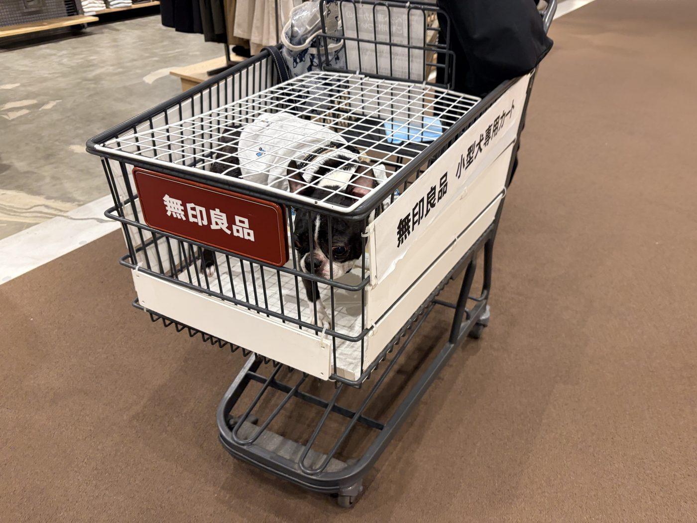 無印良品の売り場で、「無印良品 小型犬専用カート」と書かれたカートの中にいる源。カートの上には白い網のふたがかぶせてあり、すき間から顔をのぞかせている