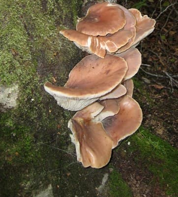 苔むした倒木に重なり合って生えた、茶色いかさのツキヨタケの群生。しいたけやヒラタケによく似ている