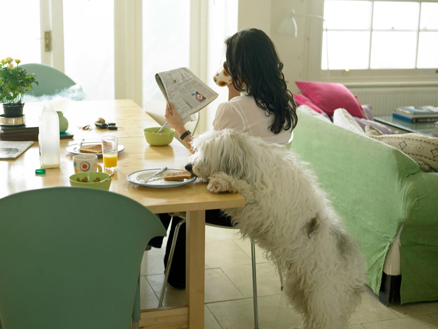 新聞を読む飼い主の横で、朝食のテーブルに前足をかけてお皿に顔を寄せる白い長毛の犬