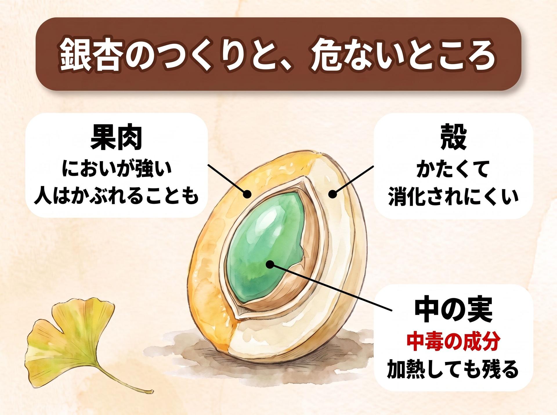 図解「銀杏のつくりと、危ないところ」:銀杏の断面に3つの説明。果肉は、においが強い、人はかぶれることも。殻は、かたくて消化されにくい。中の実は、中毒の成分、加熱しても残る
