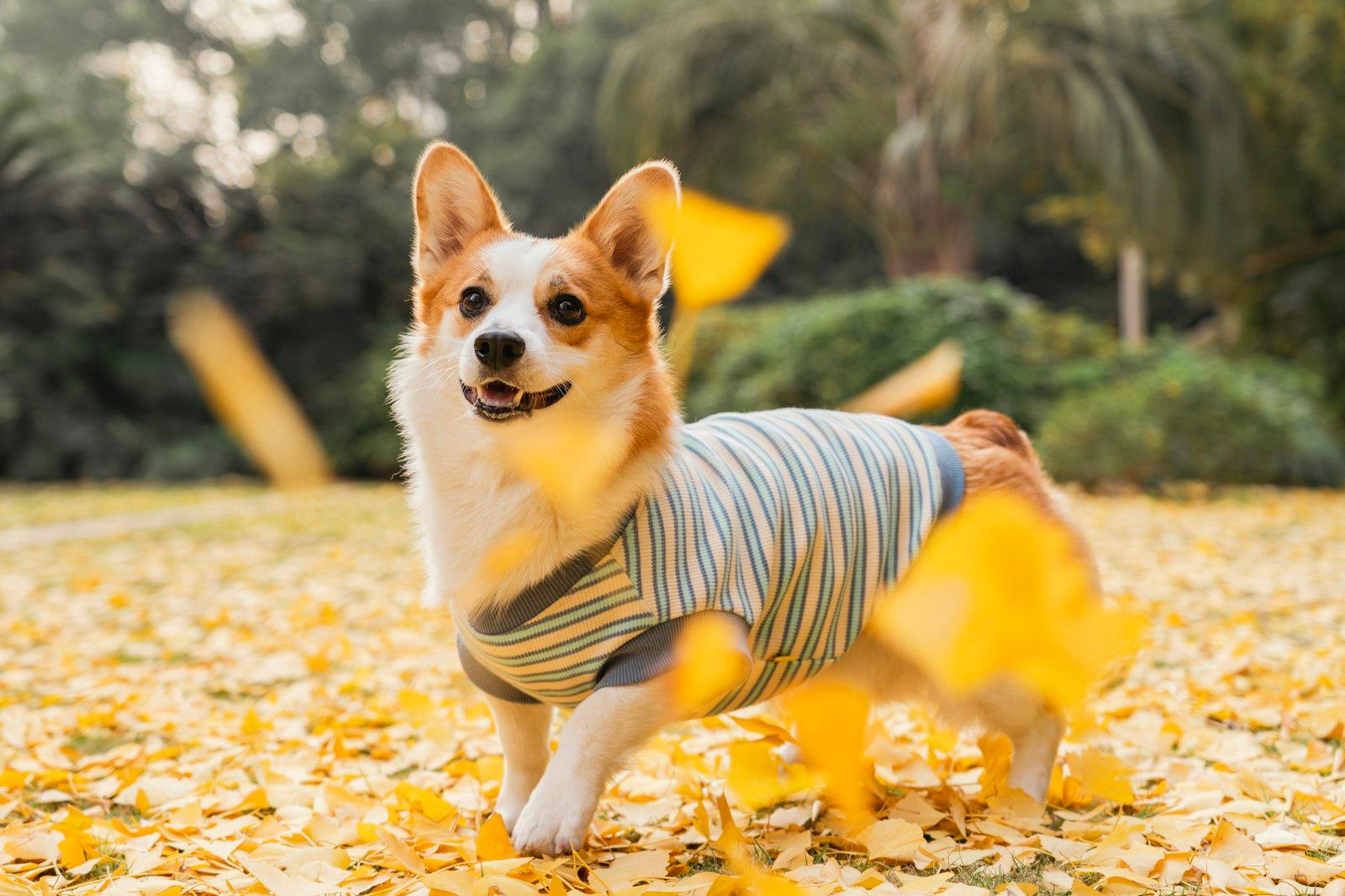 黄色いイチョウの落ち葉が一面に広がる公園で、しま模様の服を着て舞う葉の中に立つコーギー