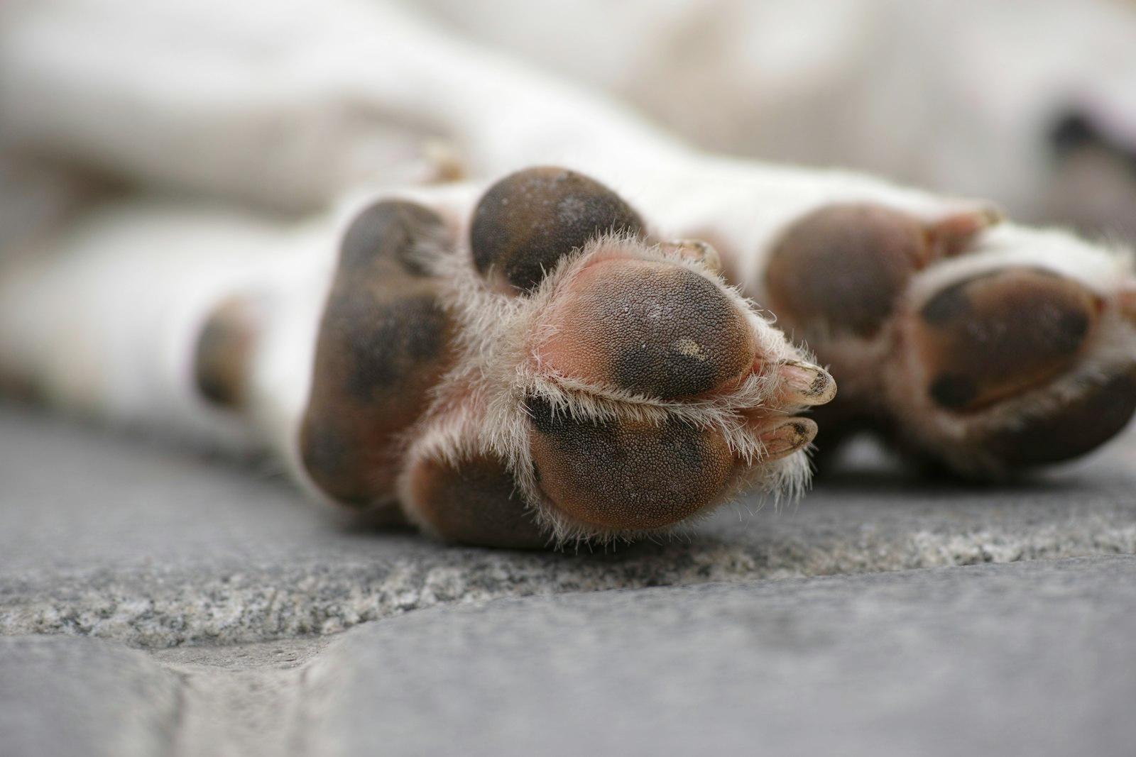 石畳の上に投げ出された、白と茶色の犬の前足の肉球のアップ