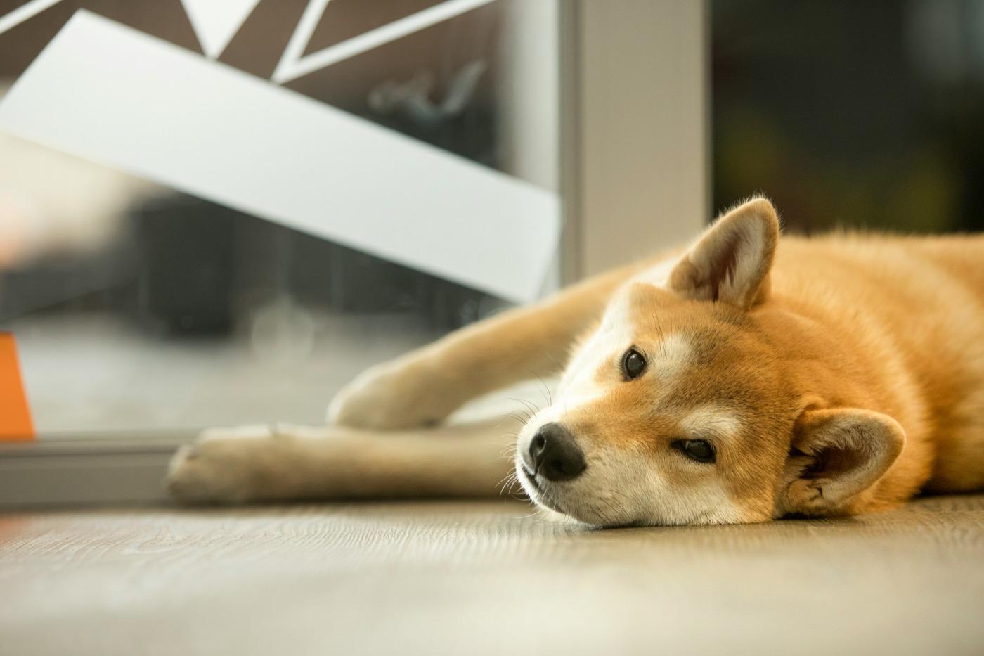 床に寝そべってこちらを見る柴犬