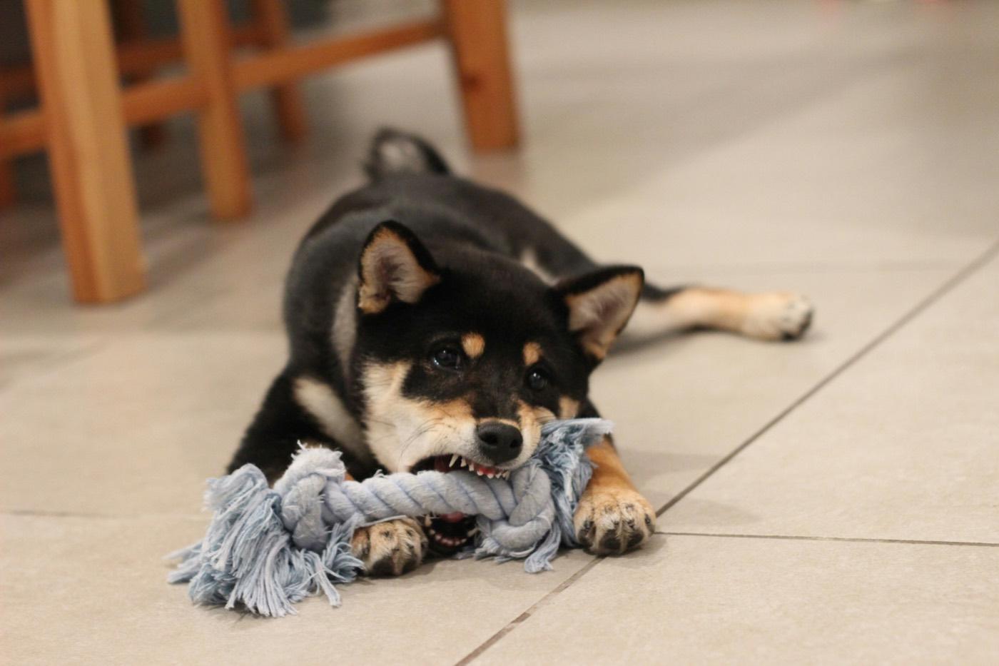つるつるした床の上で、ロープのおもちゃをかじる黒柴の子犬