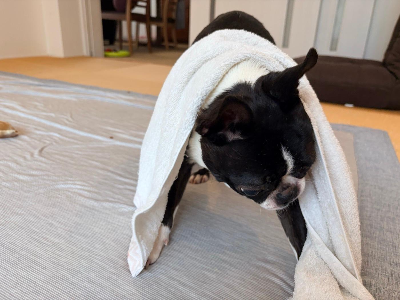 ほどけたタオルを頭からかぶった、黒い毛のボストンテリア（源）