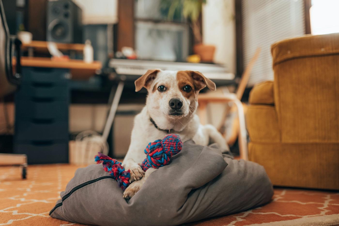 クッションの上でロープのおもちゃを前足で抱えて、こちらを見ている犬