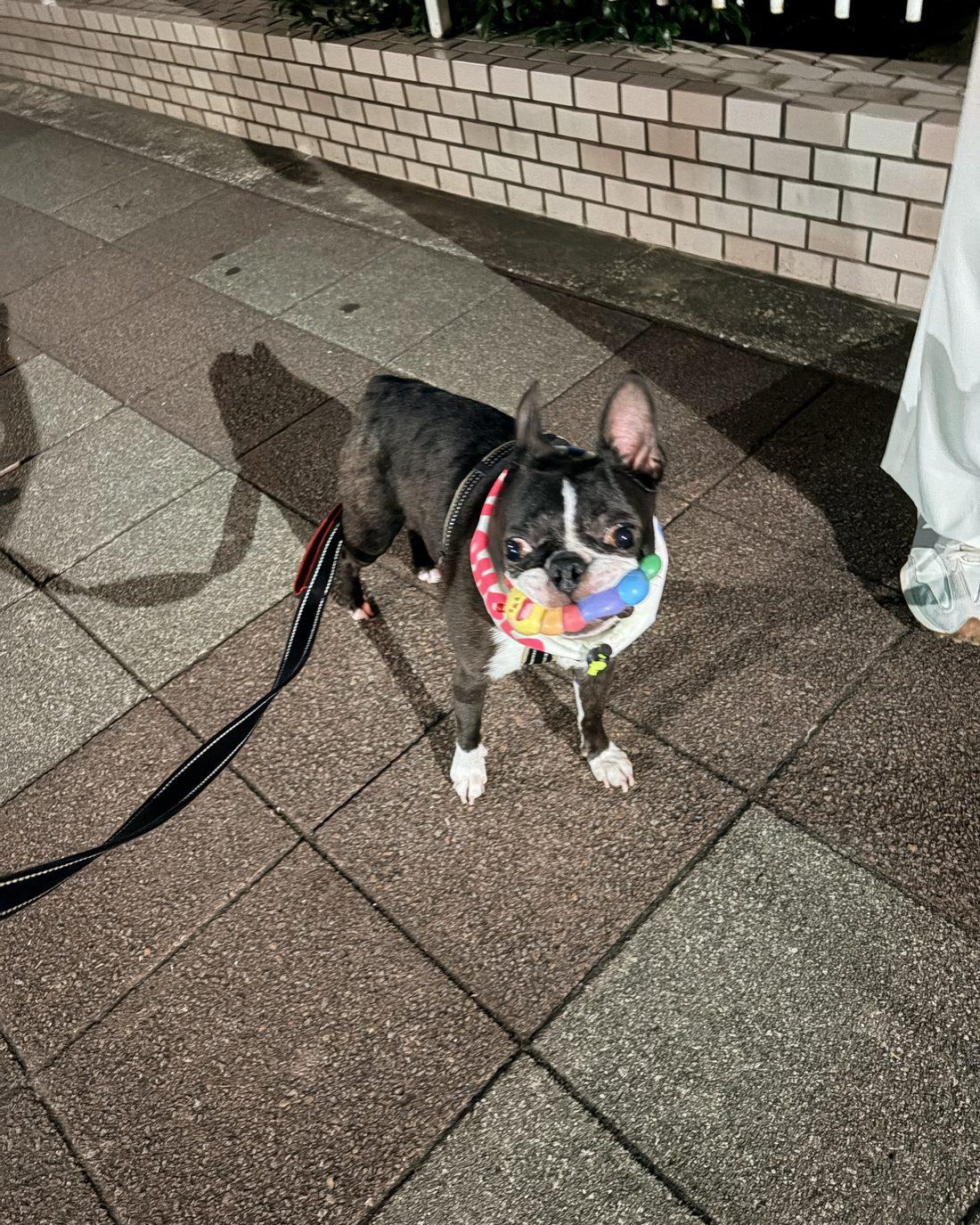 夜の歩道で、こちらを見上げている、リードをつけた黒い毛のボストンテリア（源）