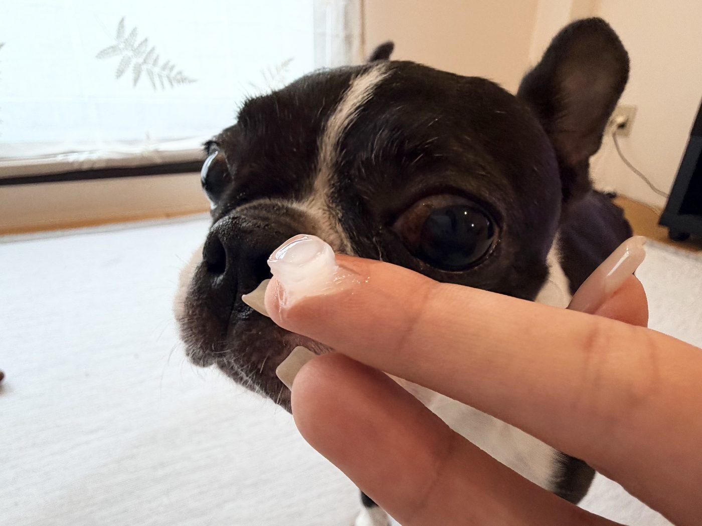 指先に取った少量のワセリンに、鼻を近づけてにおいをかいでいる黒い毛のボストンテリア(源)