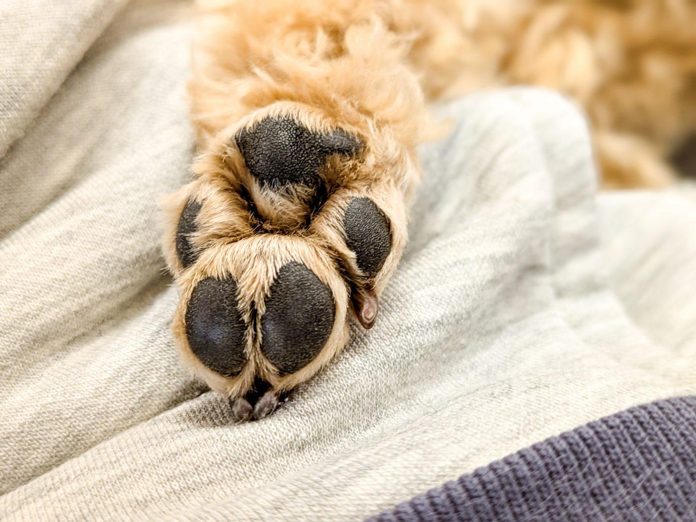 毛布の上に置かれた、茶色い巻き毛の犬の前足の裏。黒い肉球の表面の細かいざらつきが見えている