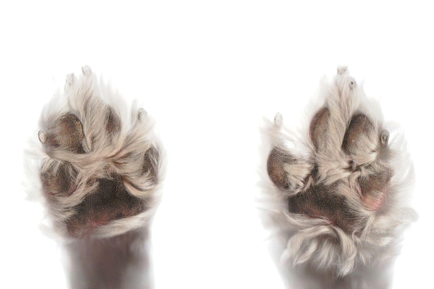 白い背景で下から見上げた犬の両前足。肉球のまわりと指の間に長い毛が生えている