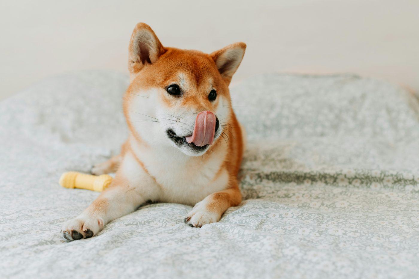 花柄のベッドカバーの上で伏せて、鼻のまわりを舐めている柴犬