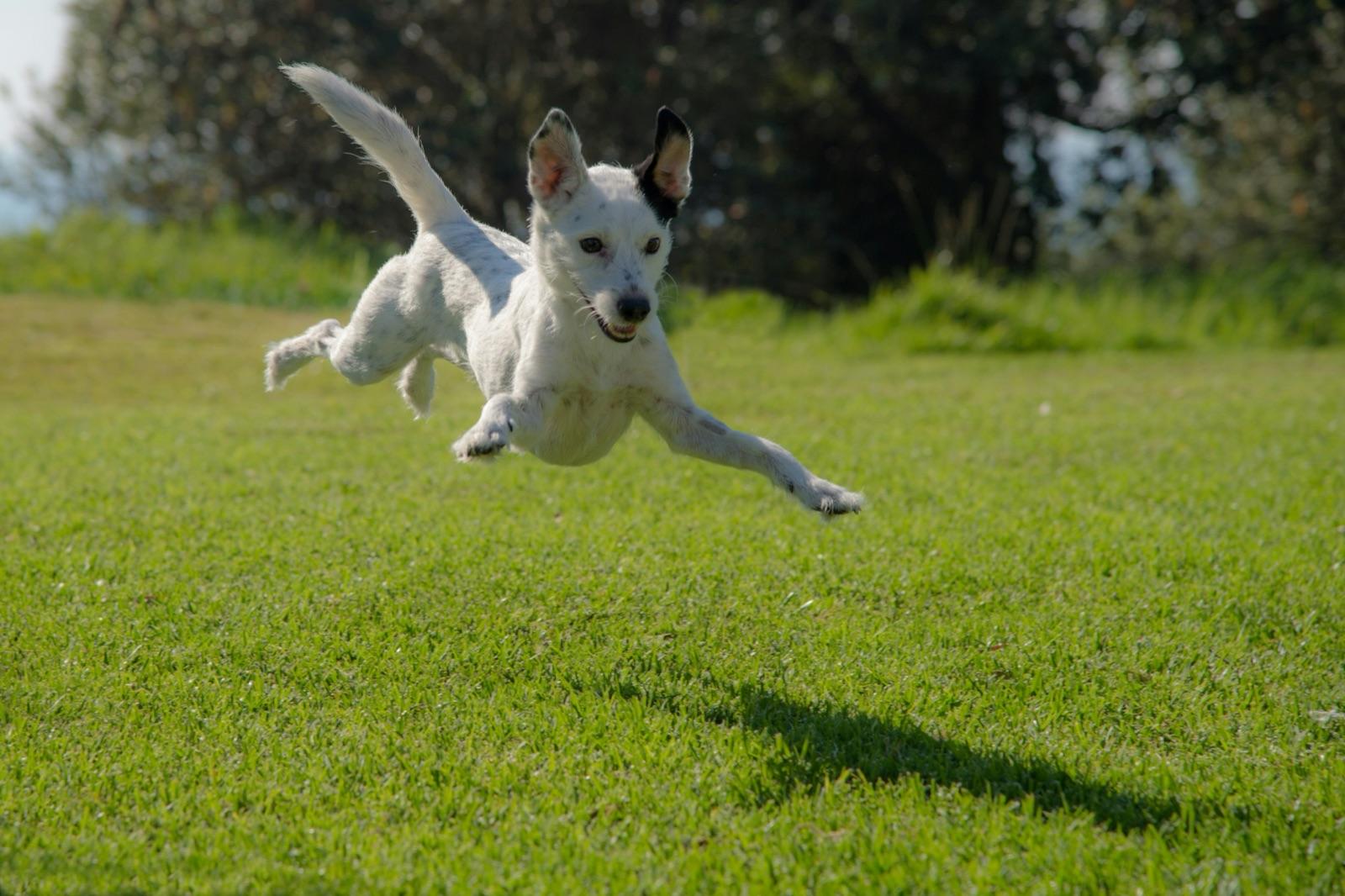 芝生の上で四肢を宙に浮かせてジャンプする白い犬。連写でしか捉えられない決定的瞬間の例