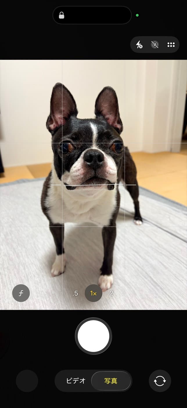 グリッドをオンにしたiPhoneのカメラ画面。縦横の白い線が画面を9分割していて、こちらを見上げるボストンテリア(源)の顔のあたりに線の交点が重なっている