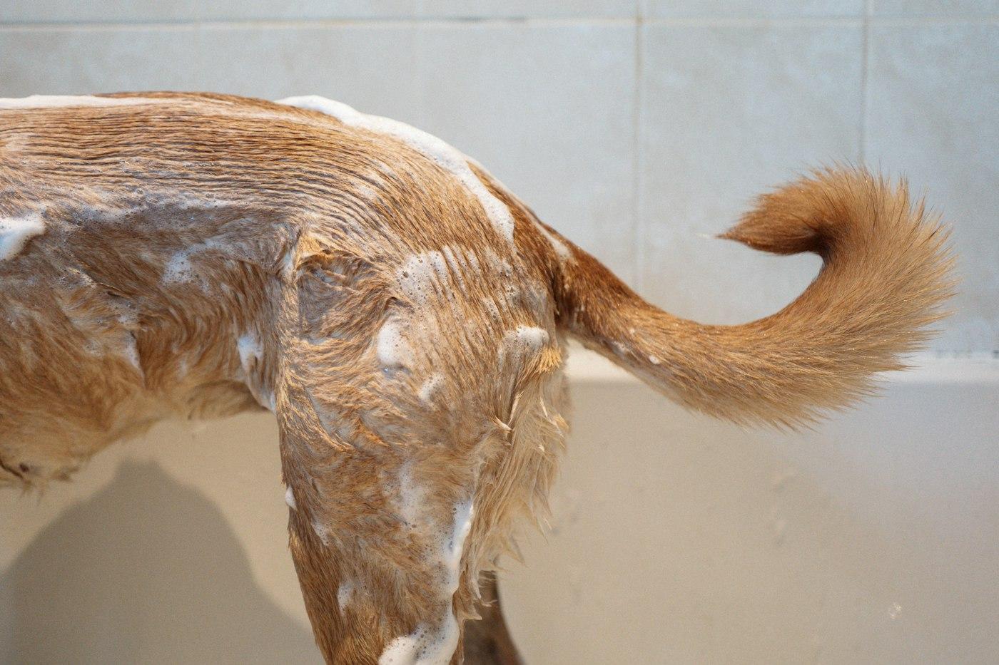 バスタブの中で、背中からしっぽまで白い泡におおわれた茶色い犬