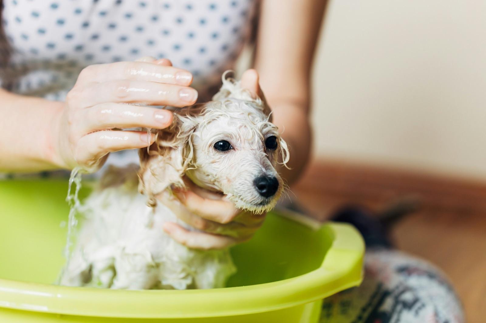 緑のたらいの中で、飼い主の手にお湯をかけられている白い小型犬