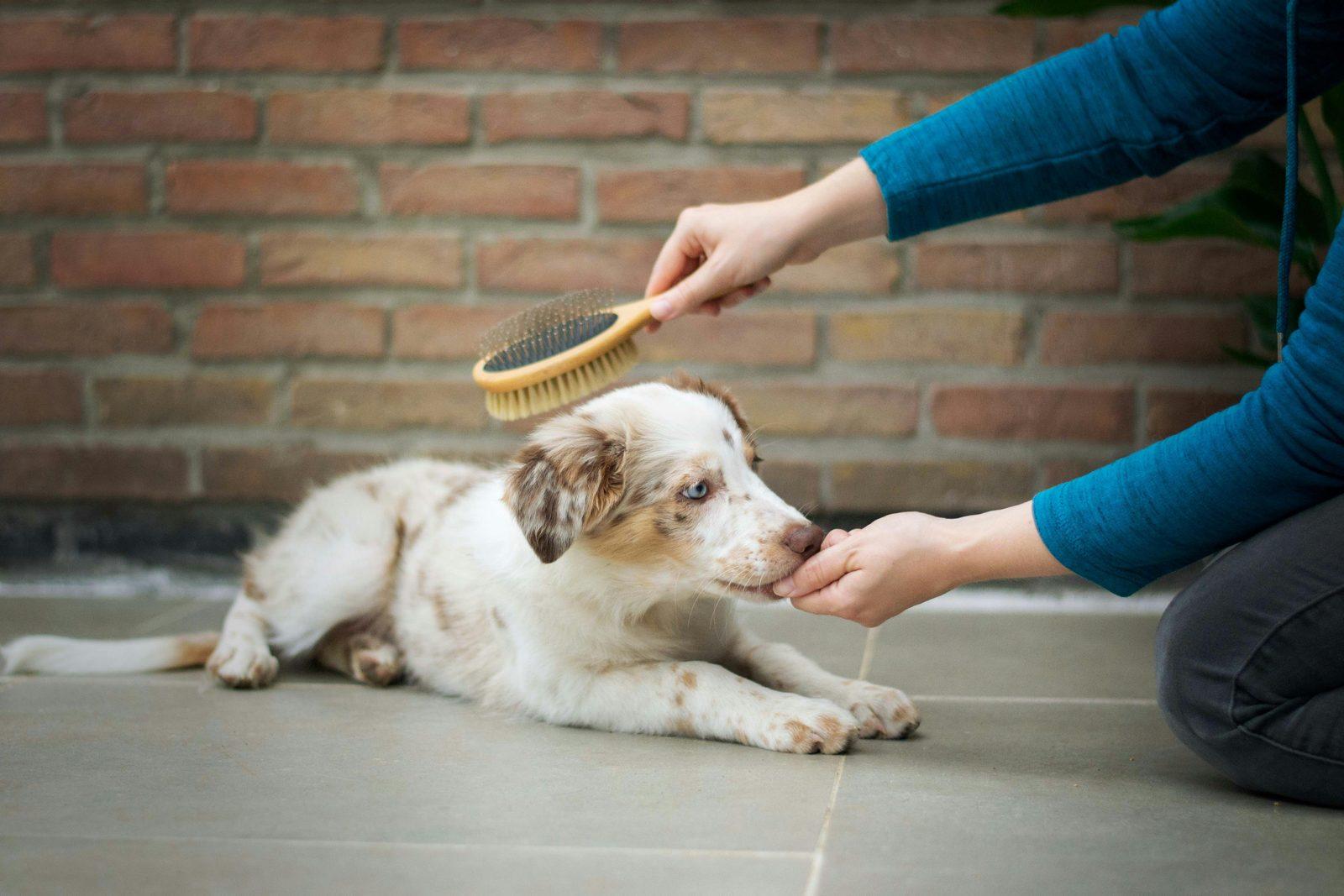 レンガの壁の前で寝そべり、ブラシで撫でられているオーストラリアンシェパードの子犬