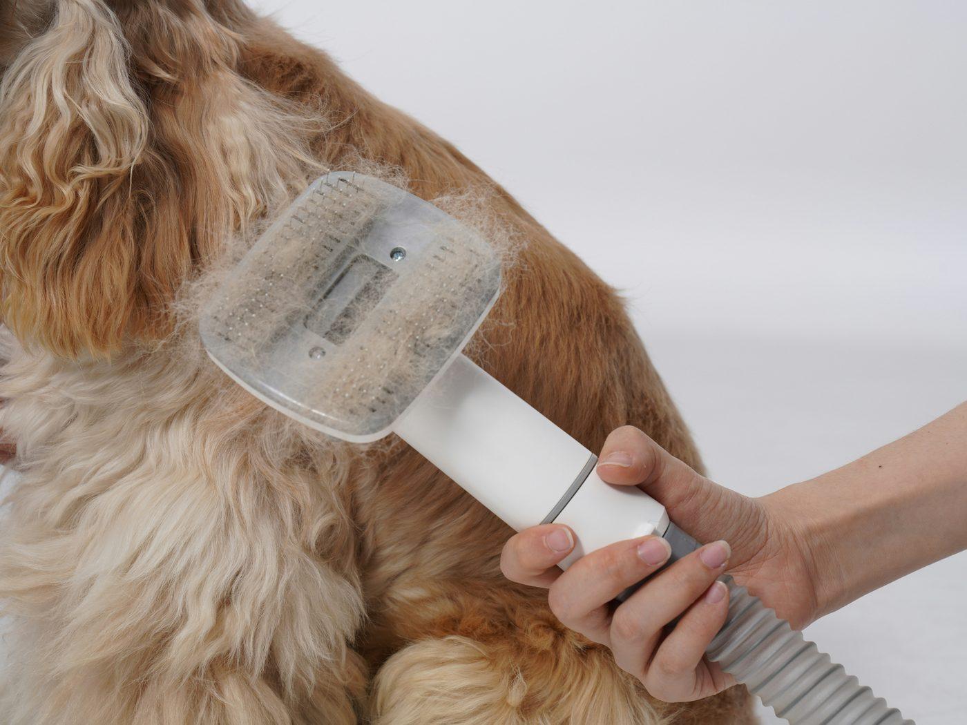長毛の犬の背中にブラシを当てたところ。ブラシの面いっぱいに抜けたアンダーコートがついている