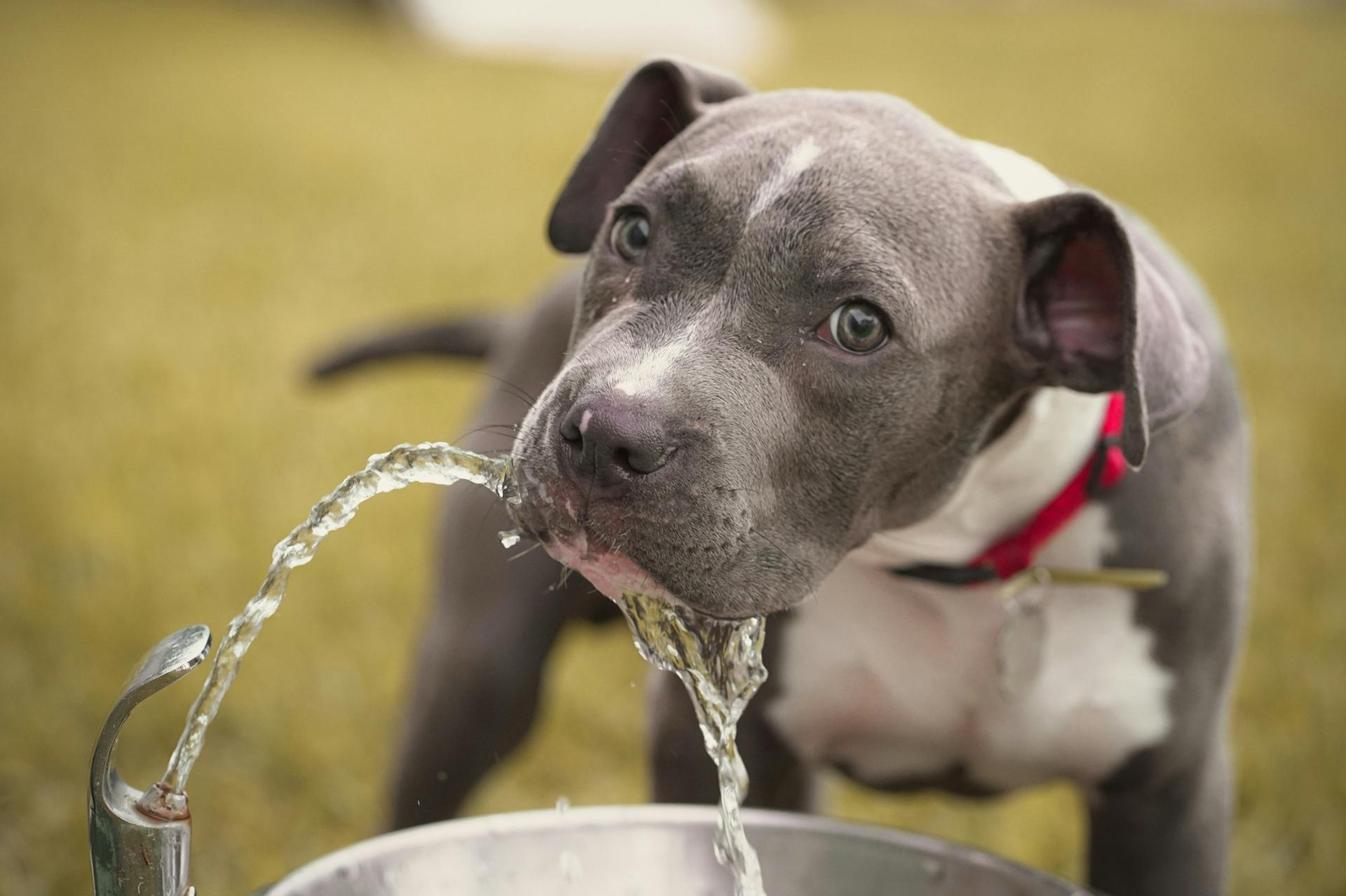 水飲み場の蛇口から出る水を飲む、赤い首輪の犬