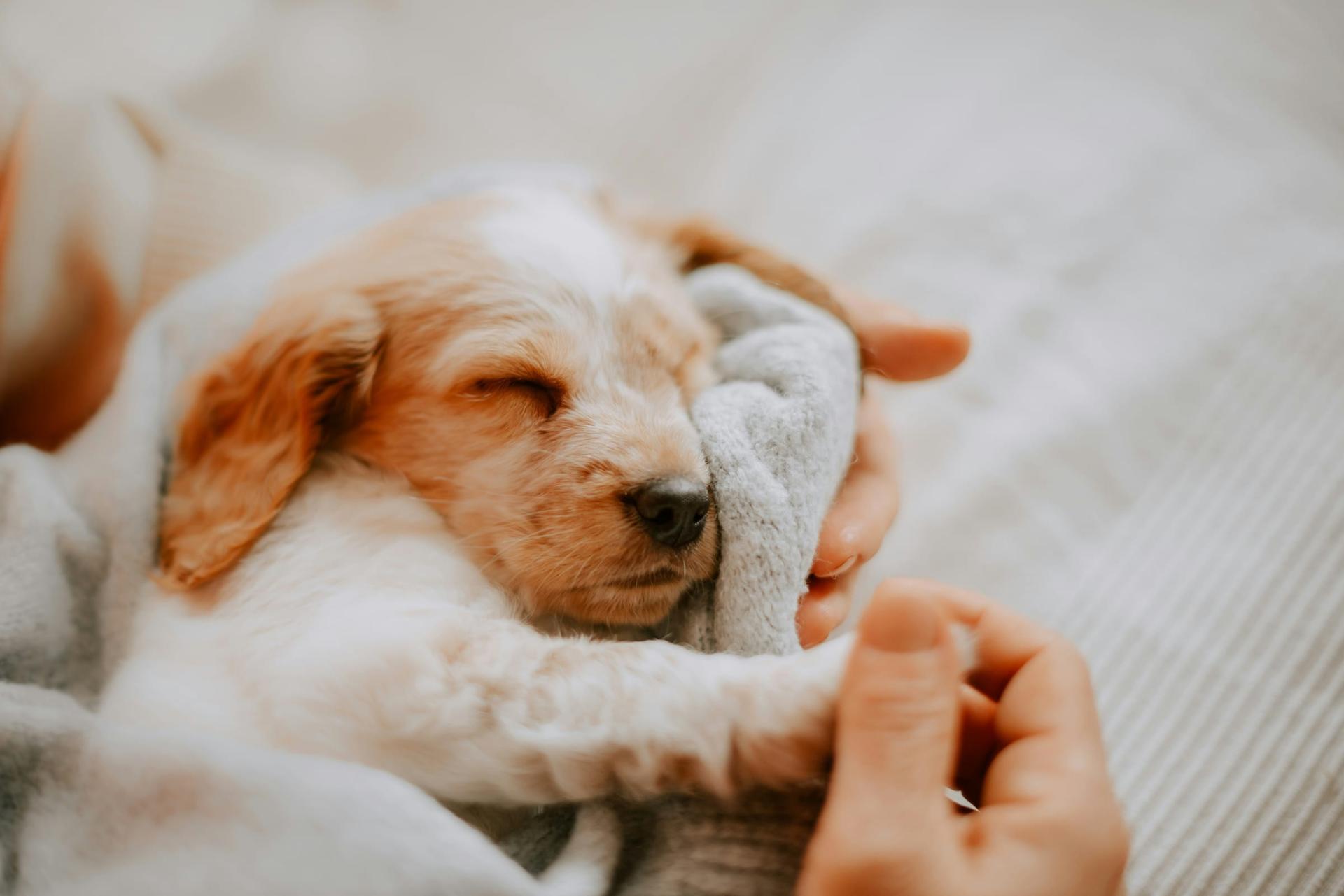 眠るビーグルの子犬 — Osanpo
